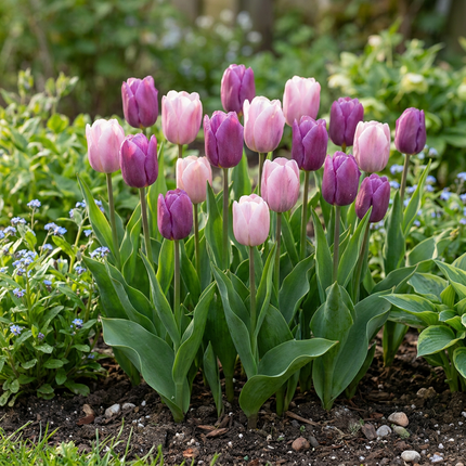 48x Tulipa Macron mix - Bloembollen - Tulp Macron mix - Diversen - Voorjaarsbloeier - Bolmaat 11/12