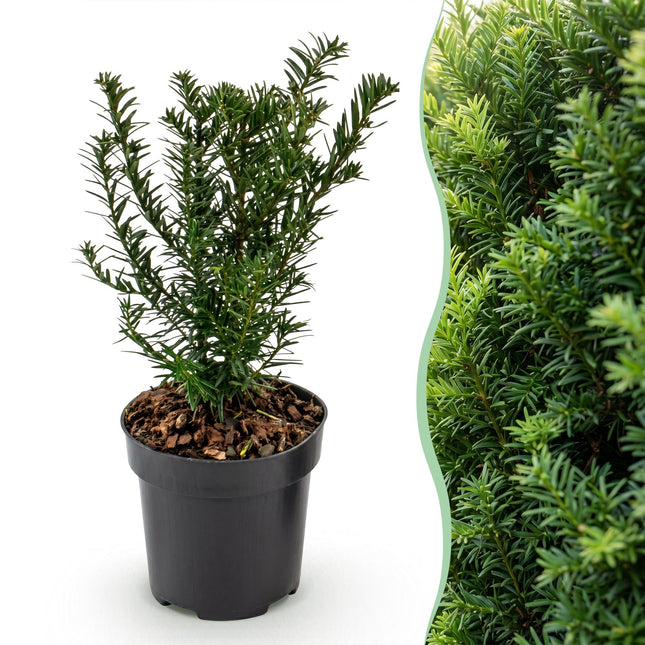 Taxus baccata - Venijnboom - 24x Haagplanten - Groenblijvend - Groen - Pot 9cm - Hoogte 20-30cm