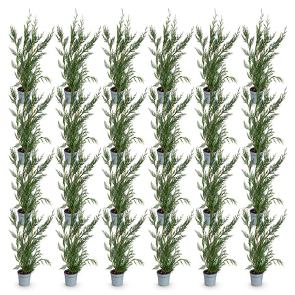 Cupressocyparis leylandii 2011 - Leylandii - 24x Haagplanten - Groenblijvend - Groen - Pot 9cm - Hoogte 30-40cm