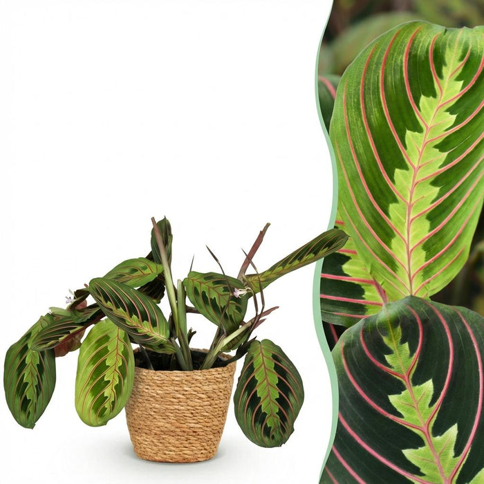 Maranta Fascinator Tricolour - Gebedsplant - met Mand - ↕25cm - Ø12cm
