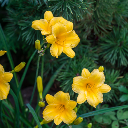 Daylily - Hemerocallis 'Stella de Oro' - ↕10-25cm - Ø9cm - 12x