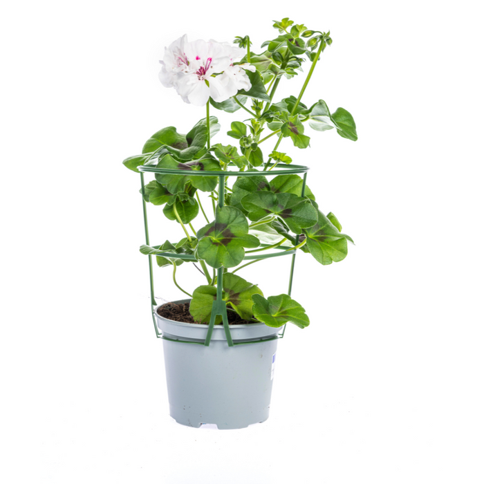 Hanggeranium - Pelargonium peltatum Mix Ø12 cm - ↕20 cm - 8x
