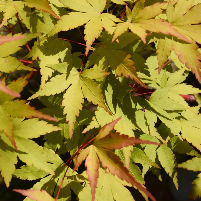 Terrasplant - Japanse Esdoorn - Acer palmatum Summergold - Geel - 2 Planten - Bladverliezend - ↕70cm - Ø19cm