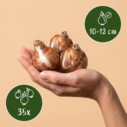 35x Løg Tør Have - Blomsterløg - Tørrede Have Løgplanter - Diverse - Sommerblomstrende - Løgstørrelse 10/12