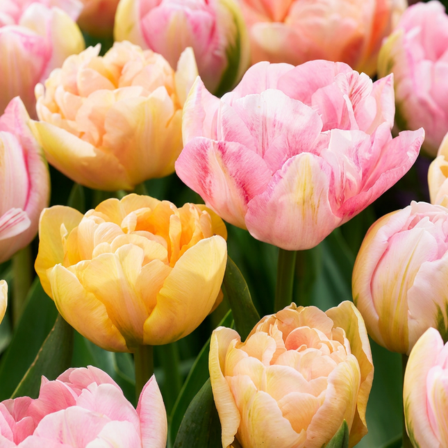 48x Tulipa Peaches & Kisses - Bloembollen - Tulp Peaches & Kisses - Diversen - Voorjaarsbloeier - Bolmaat 11/12