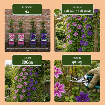 Clematis Duo Purple & Pink - Bosrank 2x - Paars - Roze - Wit - Klimplant - Ø9cm - ↕35cm