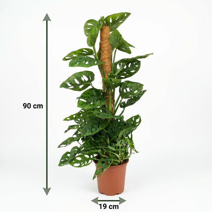 Monstera Andansonii Moss Stick - Monkey Mask - ↕90cm - Ø19cm
