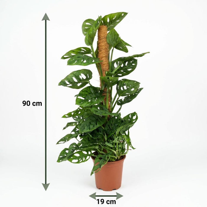 Monstera Andansonii Mosstok - Monkey Mask - ↕90cm - Ø19cm