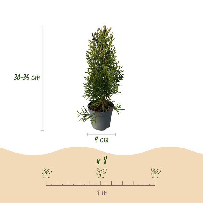 Haagplanten - Thuja occidentalis Smaragd - blad groen - 8 planten - 1 strekkende meter - groenblijvend - pot 9cm hoogte 30-35cm
