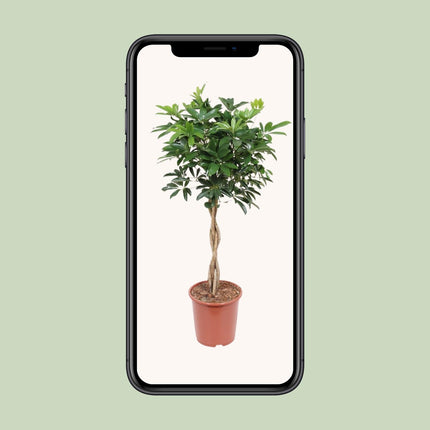 Schefflera Arboricola Compacta - ↕120cm - Ø27cm