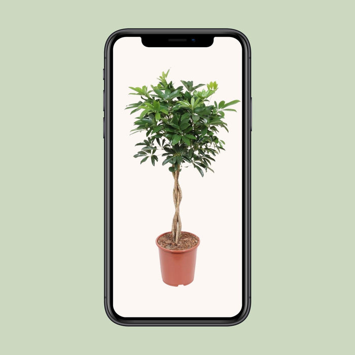 Schefflera Arboricola Compacta - ↕120cm - Ø27cm
