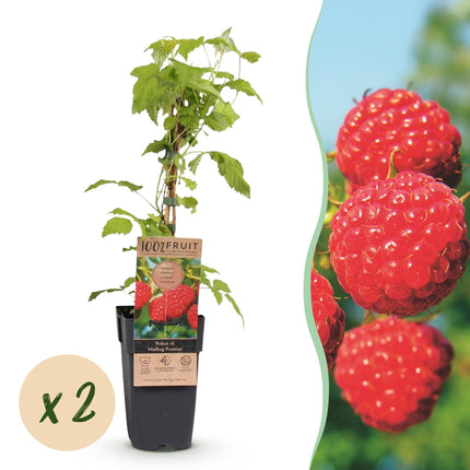 Rubus idaeus Malling Promise - Raspberry plant - Hardy - Red raspberry - 2 plants - 15cm pot - Height 50cm