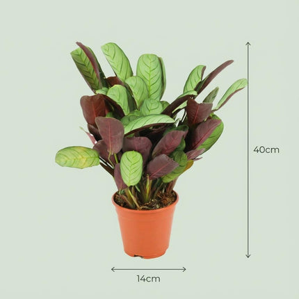 Ctenanthe Amagris - ↕25-35cm - Ø14cm - 2x