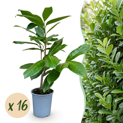 Prunus laur. Rotundifolia - Laurierkers - 16x Haagplanten - Groenblijvend - Groen - Pot 9cm - Hoogte 25-35cm