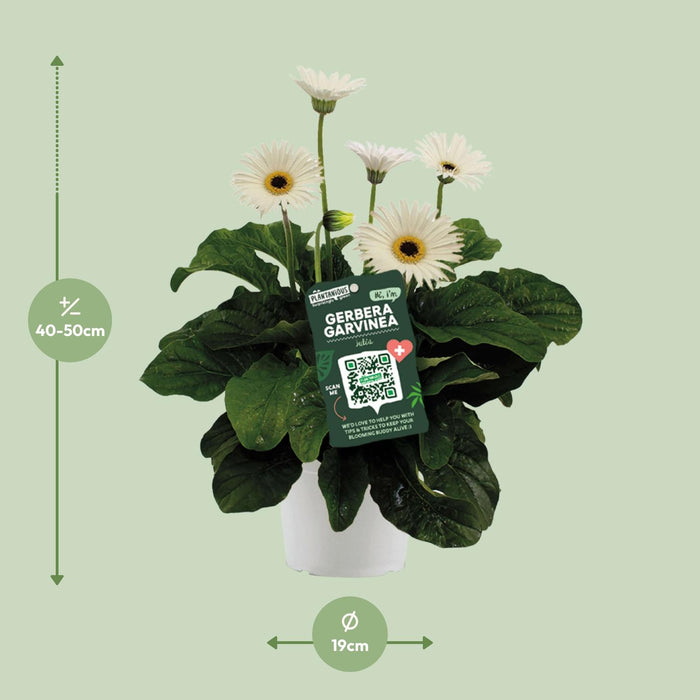 Garvinea Gerbera Wit - ↕50cm - Ø19cm