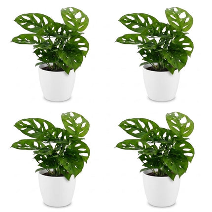 Monstera Adansonii - Rhaphidophora Tetrasperma - 4x - met Potter Wit - Pot 12cm - Hoogte - 25cm