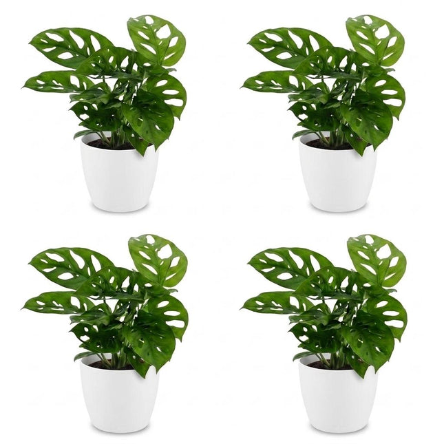 Monstera Adansonii - Rhaphidophora Tetrasperma - 4x - z białą doniczką - doniczka 12cm - wysokość - 25cm