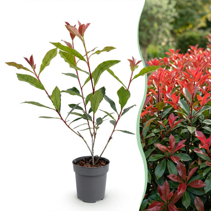 Photinia fraseri Carre Rouge - Glansmispel - 40x Haagplanten - Groenblijvend - Rood - Pot 9cm - Hoogte 25-35cm