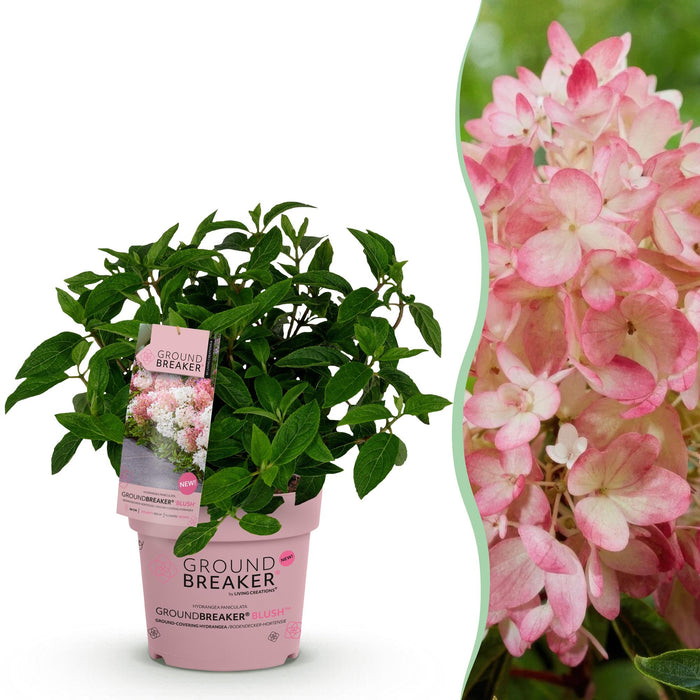 Hydrangea panniculata Groundbreaker Blush - Pluimhortensia - Roze - ↕20-25cm - Ø14cm