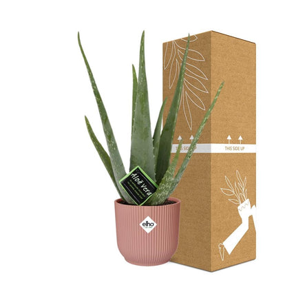Aloe Vera 12cm in elho Vibes Fold Ø14cm pink - ↕40-50cm