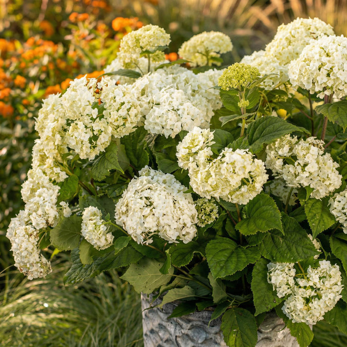 Hydrangea arborescens FlowerWOW - Hydrangea - Hardy - White - 3 Plants - 14cm Pot - Height 20-30cm