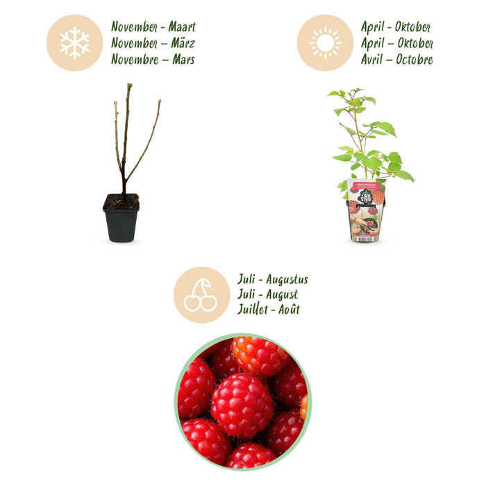 Raisin du Japon (Rubus phoenicolasius) - Rustique - 6 plants - Pot de 9 cm - Baies rouges