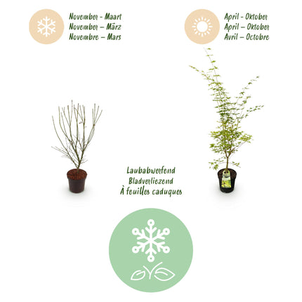 Acer palmatum Sangokaku - Japanse Esdoorn - Groen - ↕90cm - Ø26cm