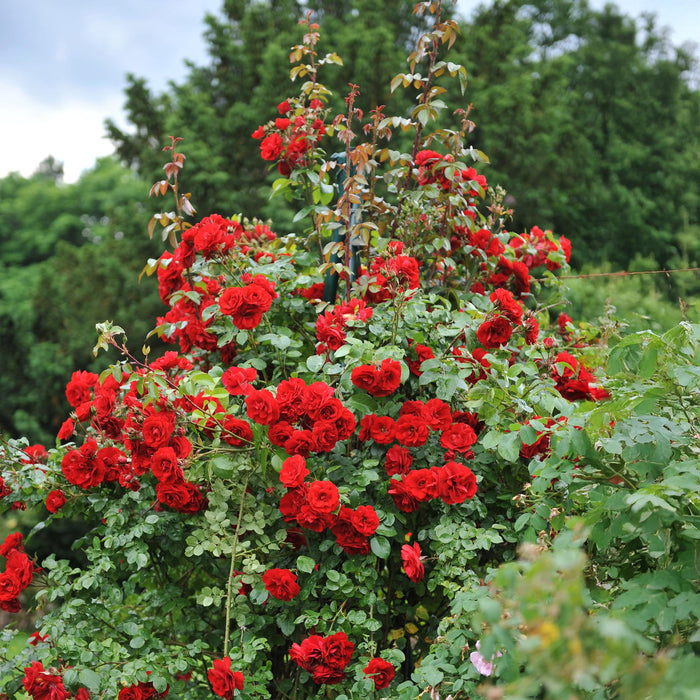 Klimroos - Rosa Red Queen - Bloem Rood - Weinig onderhoud - 2 planten - Pot 11cm Hoogte 40cm