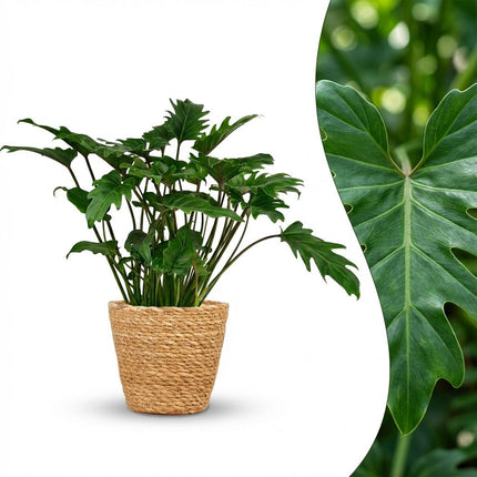 Philodendron Xanadu - met Mand - ↕60cm - Ø19cm