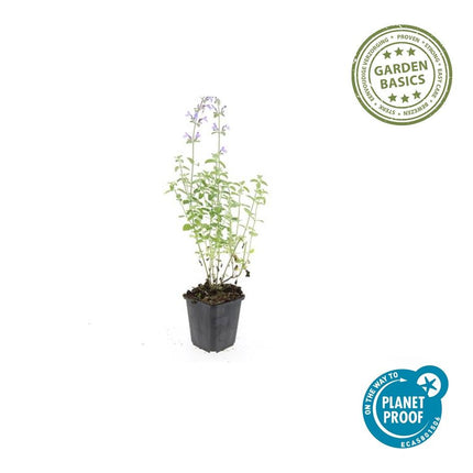 Nepeta 'Walker's Low' - Kattenkruid - ↕10-25cm - Ø9cm - 24x