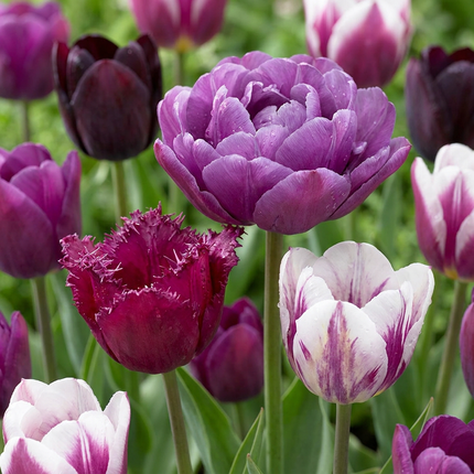96x Tulipa Blueberry mix - Bloembollen - Bosbessenmix tulp - Diversen - Voorjaarsbloeier - Bolmaat 11/12