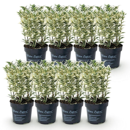Euonymus japonicus White Spire - Kardinaalsmuts - 8x Haagplanten - Groenblijvend - Wit - Groen - Pot 9cm - Hoogte 20-30cm