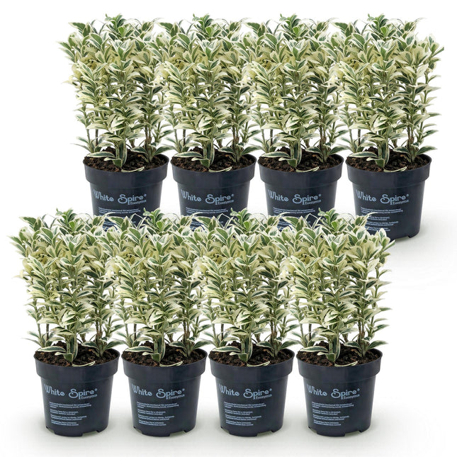Euonymus japonicus White Spire - Kardinaalsmuts - 8x Haagplanten - Groenblijvend - Wit - Groen - Pot 9cm - Hoogte 20-30cm