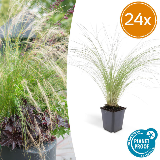 Stipa Tenuissima 'Queues de cheval' - Herbe à plumes - ↕10-25cm - Ø9cm - 24x