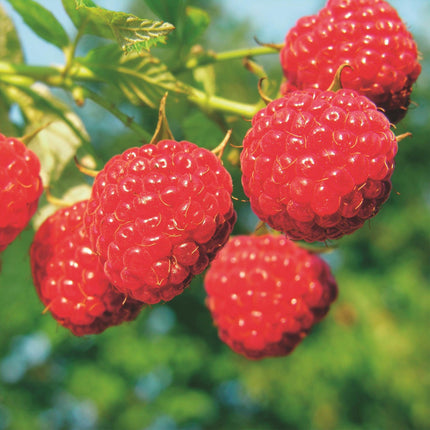 Rubus idaeus Malling Promise - Raspberry plant - Hardy - Red raspberry - 2 plants - 15cm pot - Height 50cm