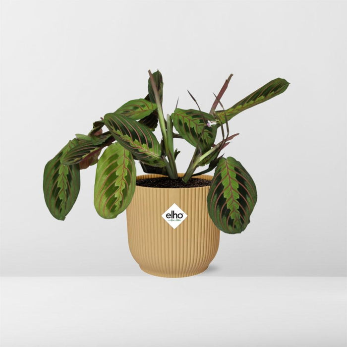 Maranta Leuconeura ‘Fascinator’ Tricolor in elho Vibes Fold Ø14cm geel