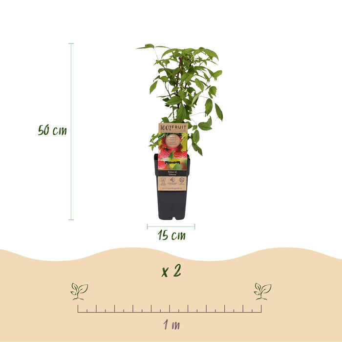 Rubus idaeus Ottawa - Hindbærplante - Hårdfør - Rød hindbær - 2 planter - 15 cm potte - Højde 50 cm