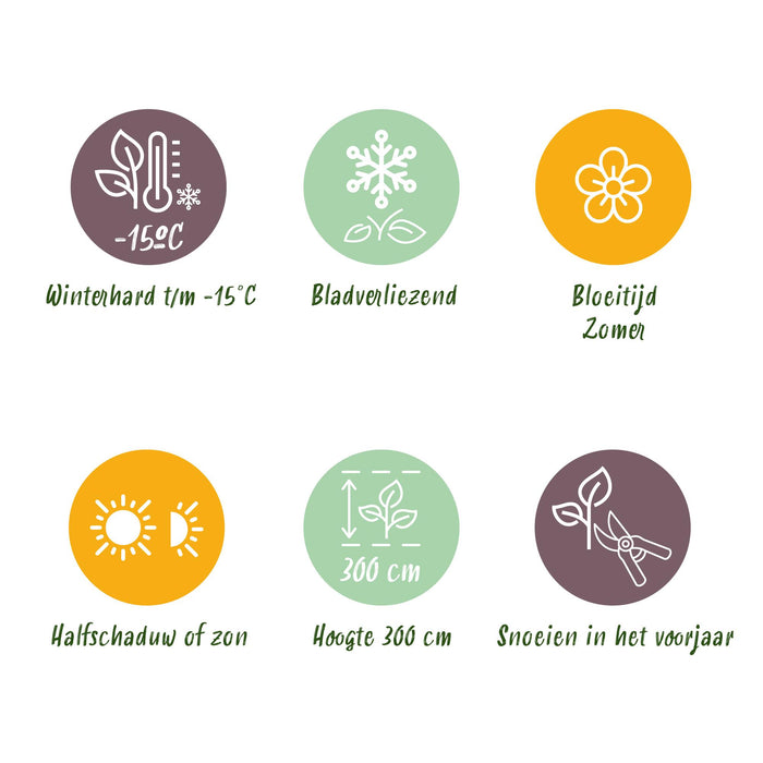 Cotinus coggygria Royal Purple - Smoke Tree - Purple - ↕35cm - Ø12cm