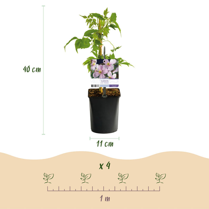 Clematis montana Rubens - Bosrank - Bloem Roze - ↕40cm - Ø11cm - 2x