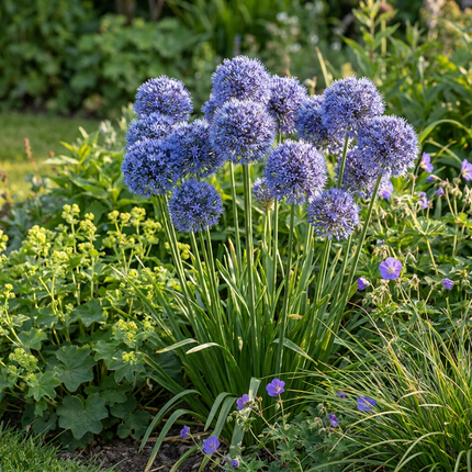 160x Allium Caeruleum - Bloembollen - Blauwe sieralui - Blauw - Zomerbloeier - Bolmaat 4/5