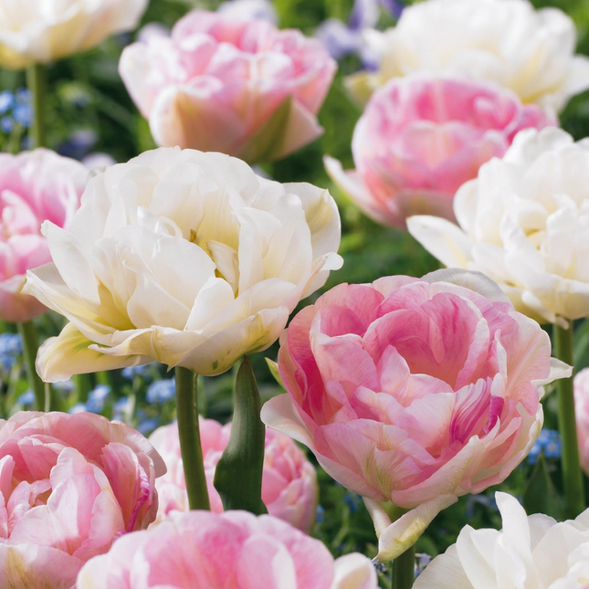 48x Tulipa Double Sensation - Bloembollen - Gevulde tulp - Diversen - Voorjaarsbloeier - Bolmaat 11/12