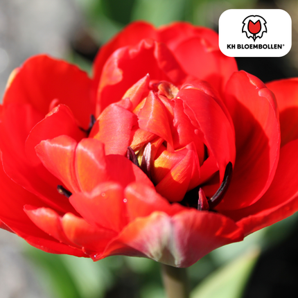 Bulbos de tulipán rojo espectacular – 20 unidades | KH Bloembollen® | Tulipán peonía rojo – Flor doble y de lujo – Para jardín o maceta – Tamaño 11/12 – ¡Directamente del productor!