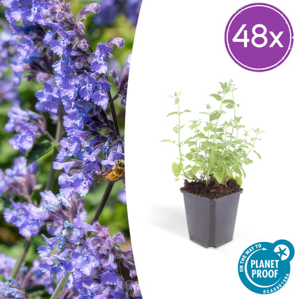Nepeta 'Six Hills Giant' - Kattenkruid - ↕10-25cm - Ø9cm - 48x