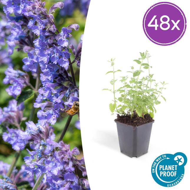 Nepeta 'Six Hills Giant' - Kattenkruid - ↕10-25cm - Ø9cm - 48x