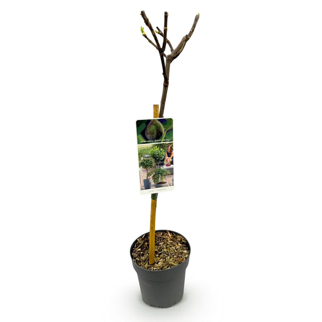 Ficus Carica Brown Turkey - Pianta standard - Pianta da patio - ↕90cm - Ø19cm