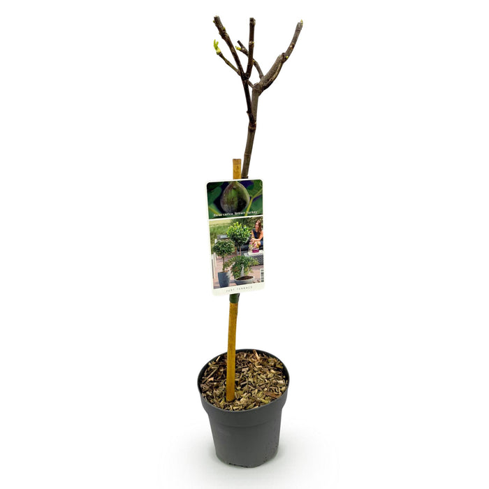 Tuinplant - Ficus carica Brown Turkey - Plant op stam - Terras Plant - Bladverliezend - Weinig Onderhoud - Pot 19cm Hoogte 90cm