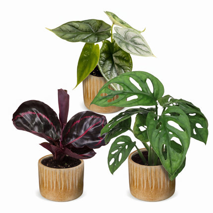 Baby Planten Jungle Mix - Diversen 3x - Tropisch - incl. Linnea Honey - Ø6cm - ↕10-15cm