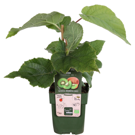 Actinidia Delciosioa 'Jenny' - Kiwipflanze - ↕45cm - Ø13cm