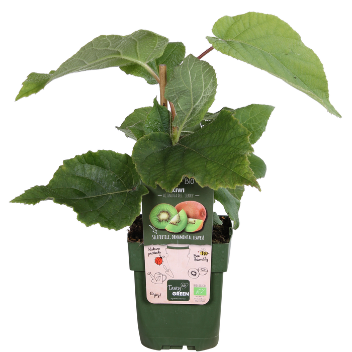 Actinidia Delciosioa 'Jenny' - Kiwiplant - ↕45cm - Ø13cm