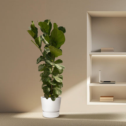 Ficus Lyrata shrub - 180 cm - Ø27